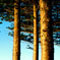 Manly Pines