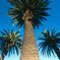 Palms at Balmoral Beach